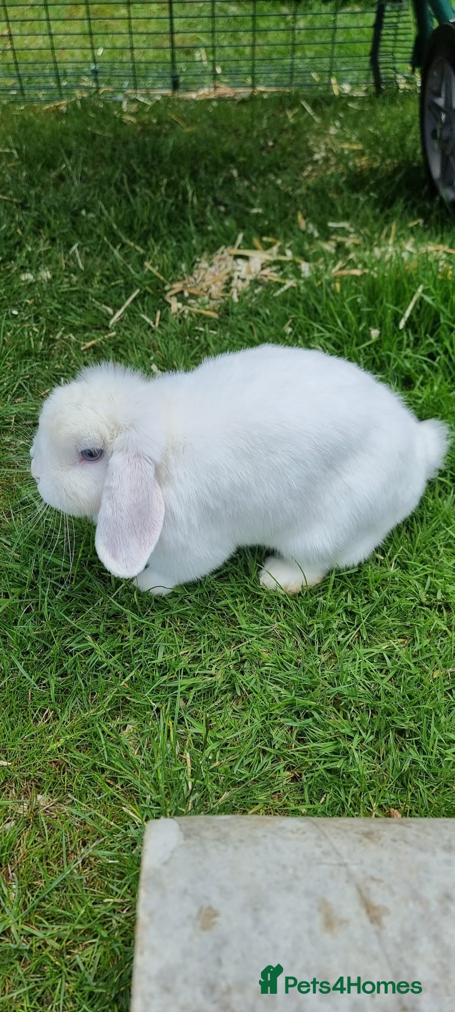 Mini Lop rabbits female mini lop rabbit  - Advert 1