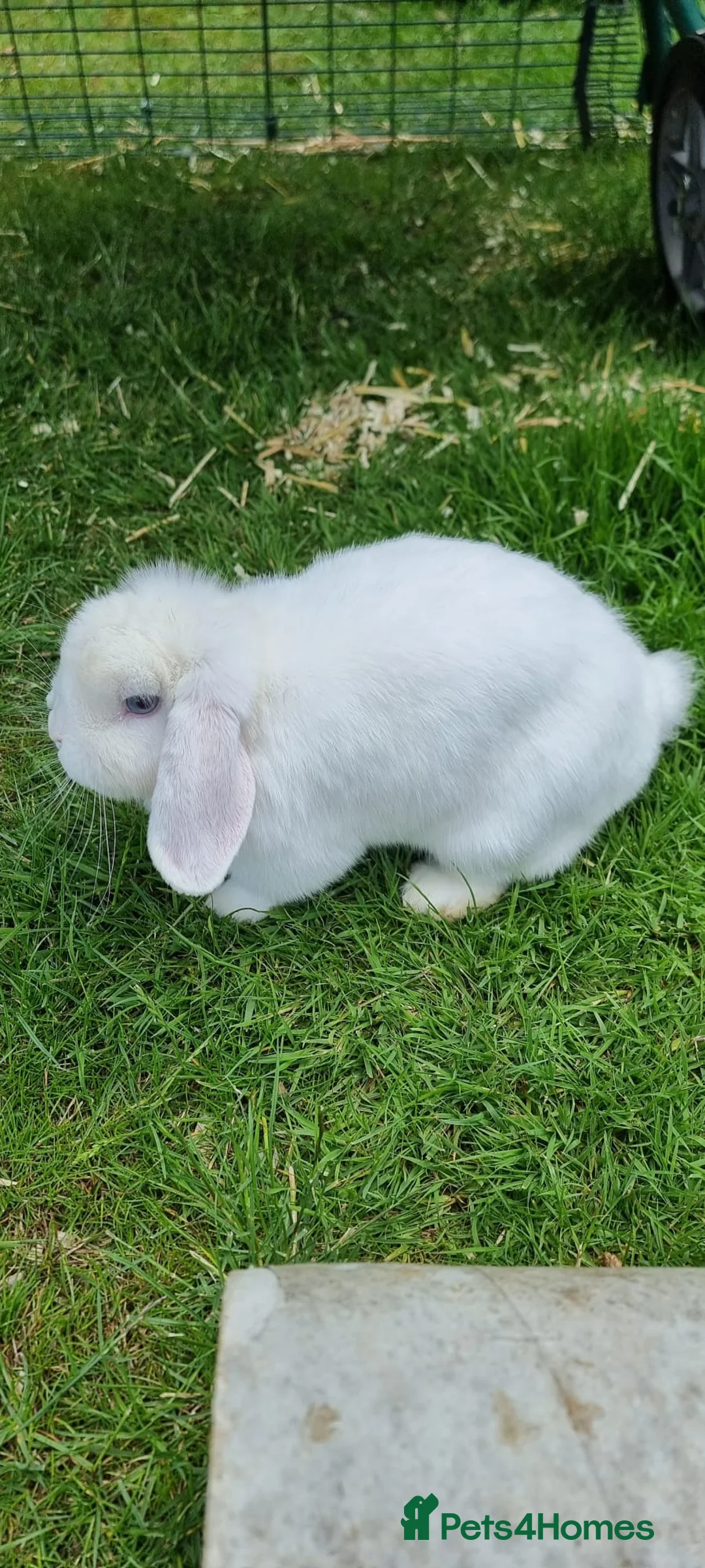 Mini Lop rabbits for sale: female mini lop rabbit  - Advert 1