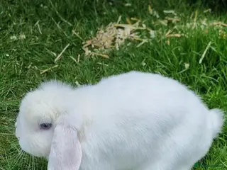 Mini Lop rabbits female mini lop rabbit - Advert 2