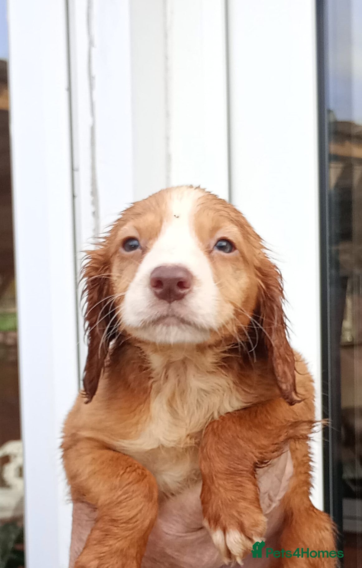 Cocker Spaniel dogs Working cocker spaniel puppies  - Advert 7