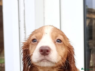 Cocker Spaniel dogs Working cocker spaniel puppies - Advert 4