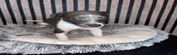 Whippet dogs for sale: Whippet pups for sale x5 boys x1 Girl - Advert 6