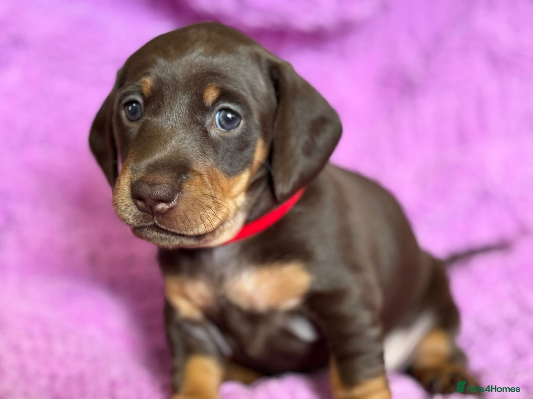 Dachshund dogs for sale: Stunning Dachshund Puppies  - Image 24