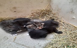 Aegean cats for sale: Agean x Kittens for sale - Image 4