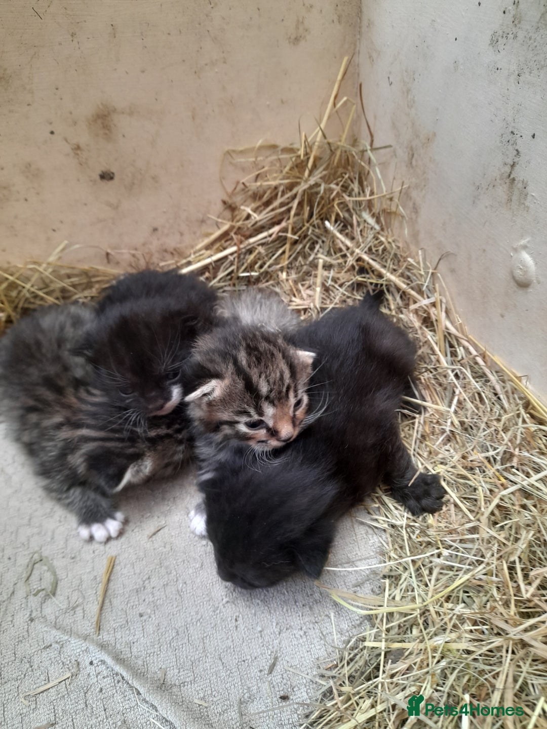 Aegean cats for sale: Agean x Kittens for sale - Image 4