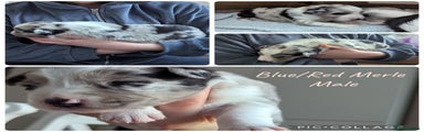 Red blue merle male Puppy 4