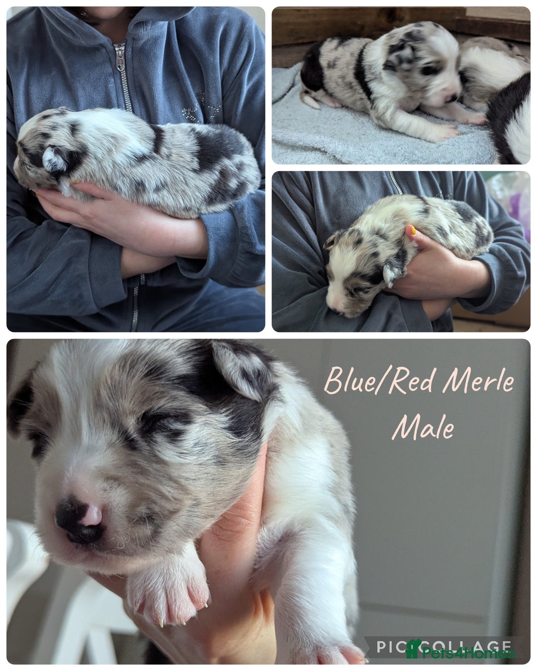 Border Collie dogs for sale: ISDS&KC REGISTERED BORDER COLLIE /MERLE PUPS  - Advert 5