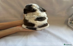 Cocker Spaniel dogs for sale: Cocker spaniel pups - Image 13