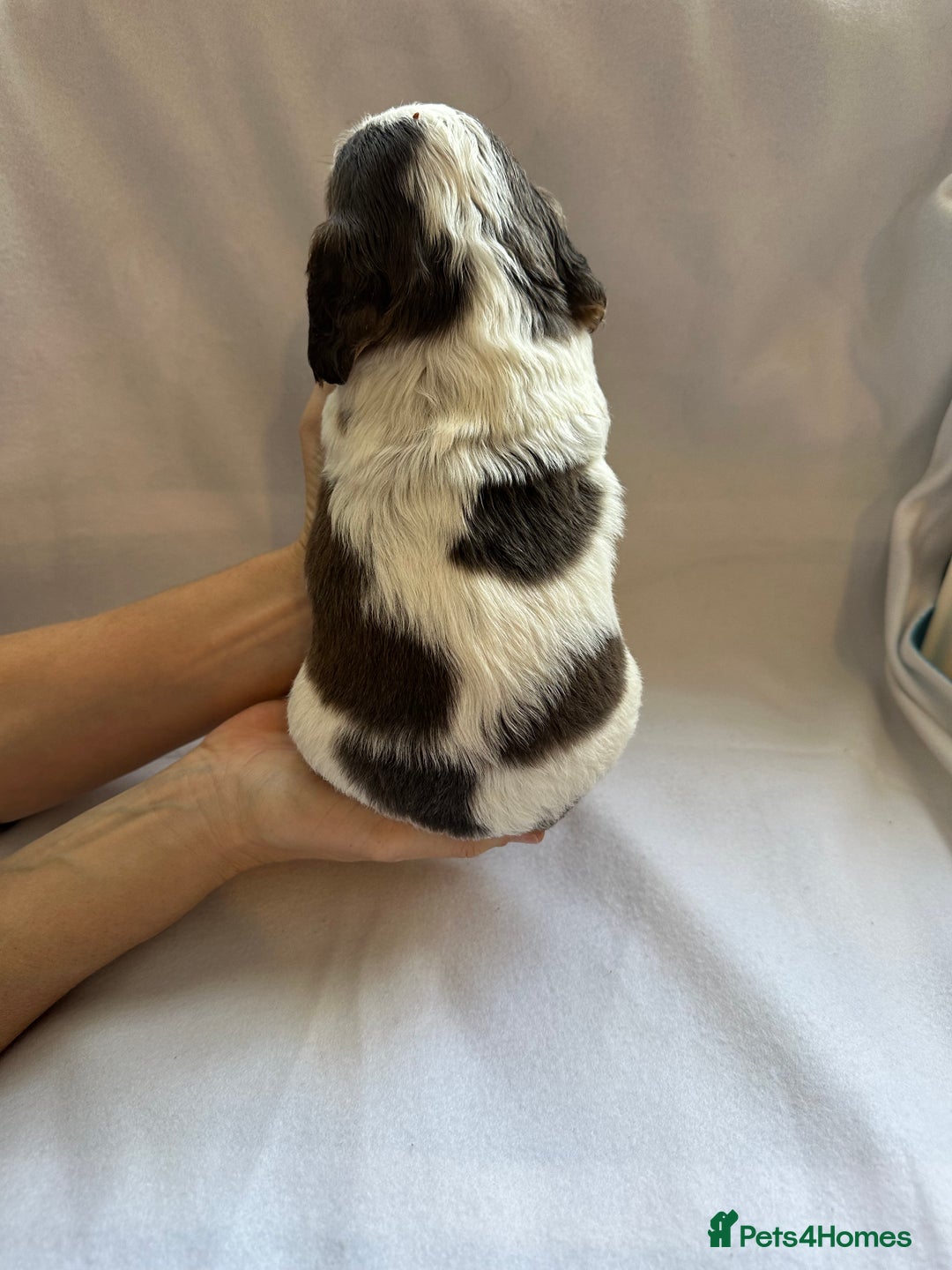 Cocker Spaniel dogs for sale: Cocker spaniel pups - Image 13