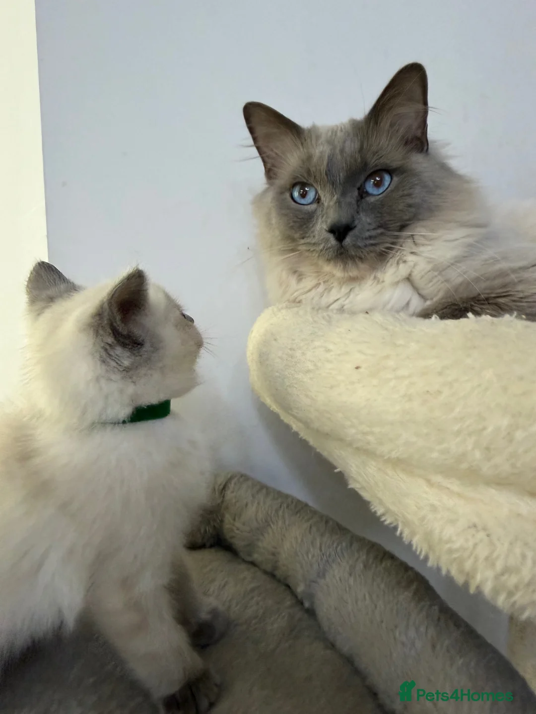 Ragdoll cats for sale: Adorable and friendly Ragdoll Kittens - Advert 11