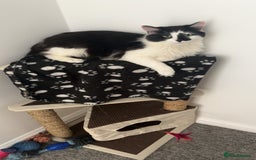 Maine Coon cats for sale: Momo male main coon mix  - Advert 3