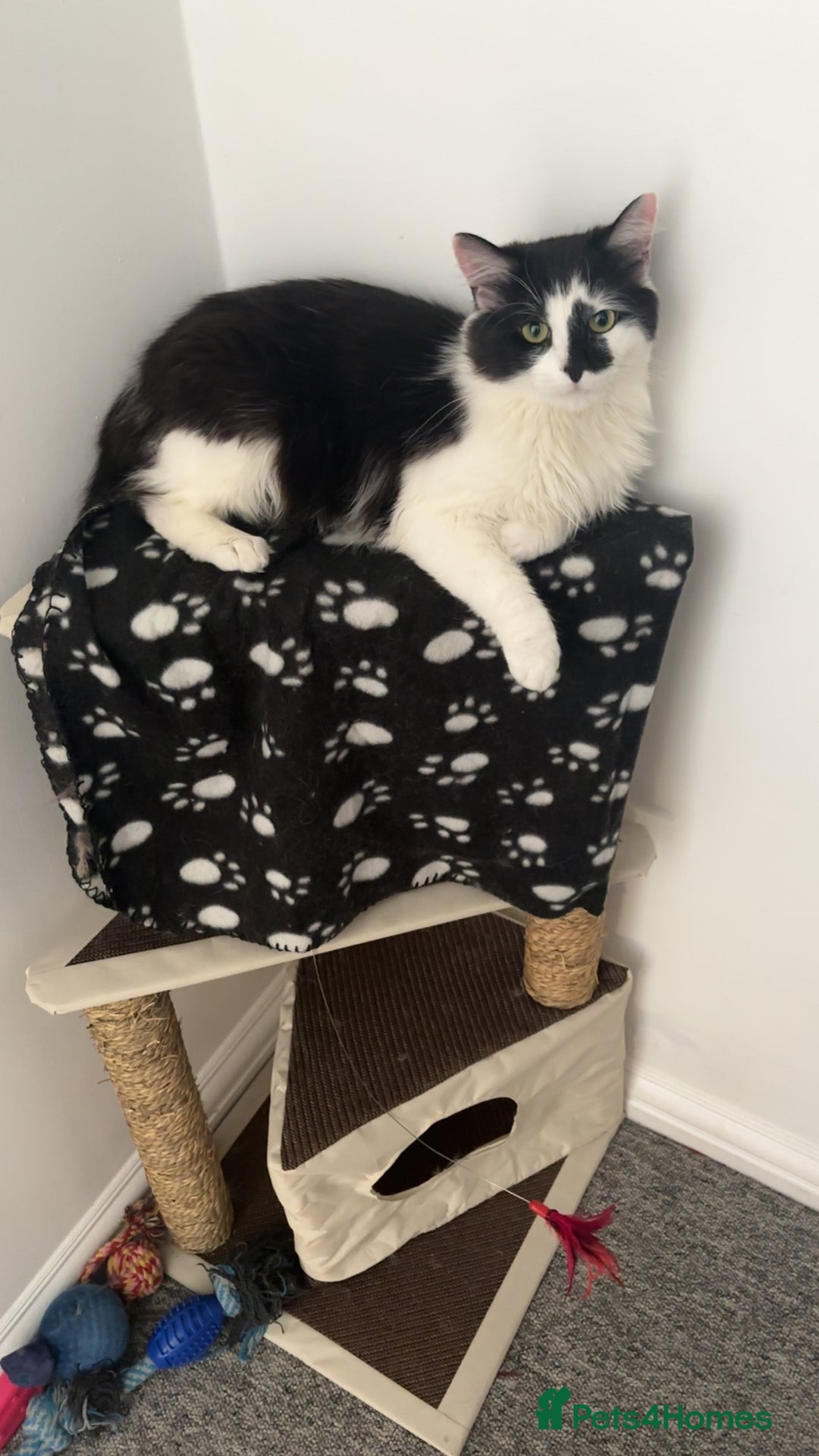 Maine Coon cats for sale: Momo male main coon mix  - Advert 3