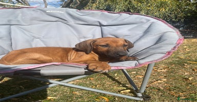 Rhodesian Ridgeback dogs - Advert 5