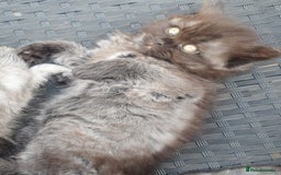 Mixed Breed cats for sale: Beautiful male kitten  - Image 17
