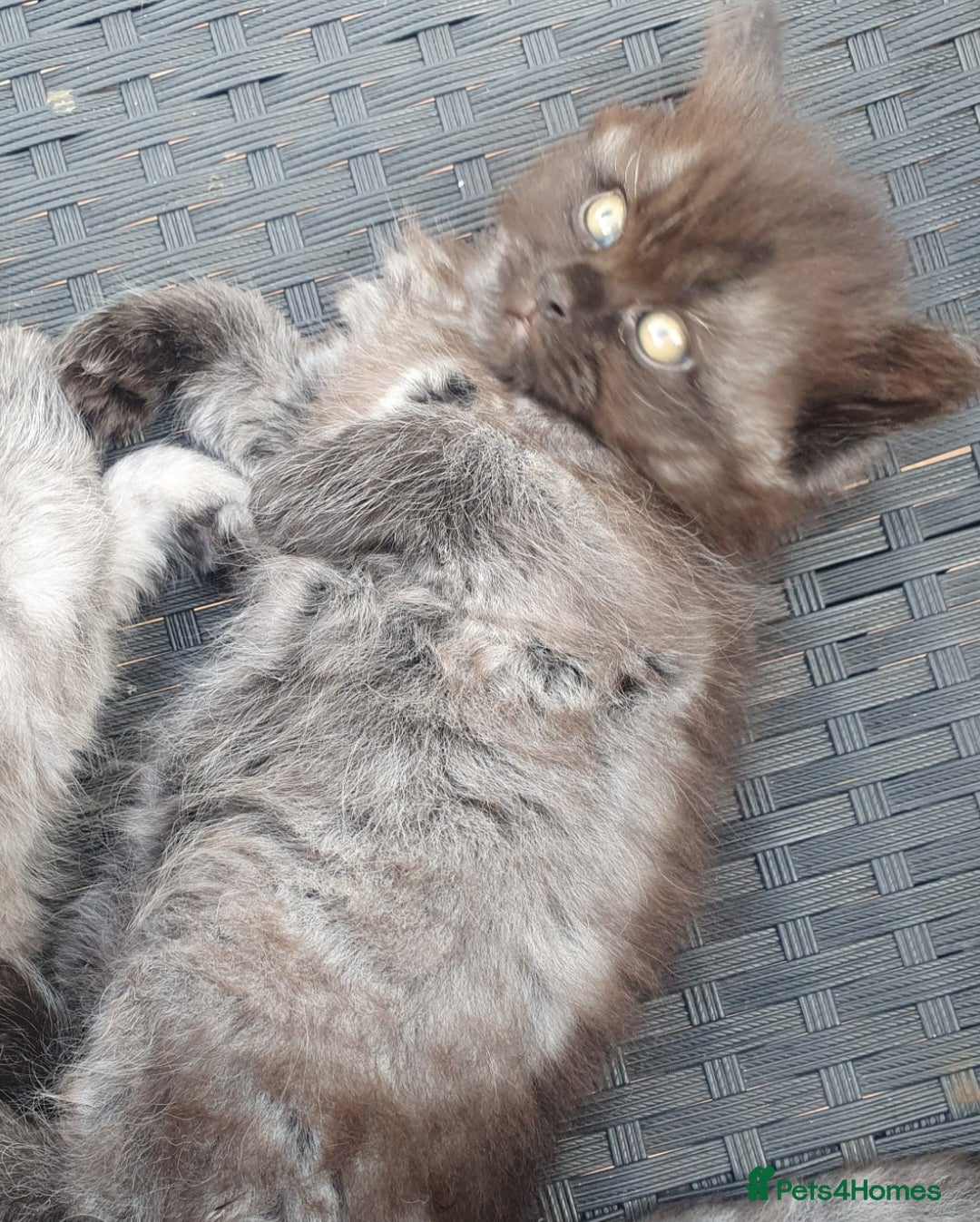 Mixed Breed cats for sale: Beautiful male kitten  - Image 17