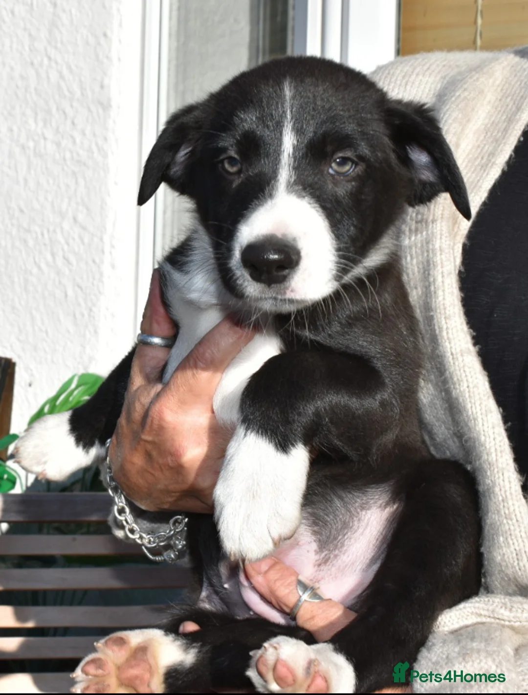 Border Collie dogs for sale: Border Collie Puppies  in Colwyn Bay - Advert 2