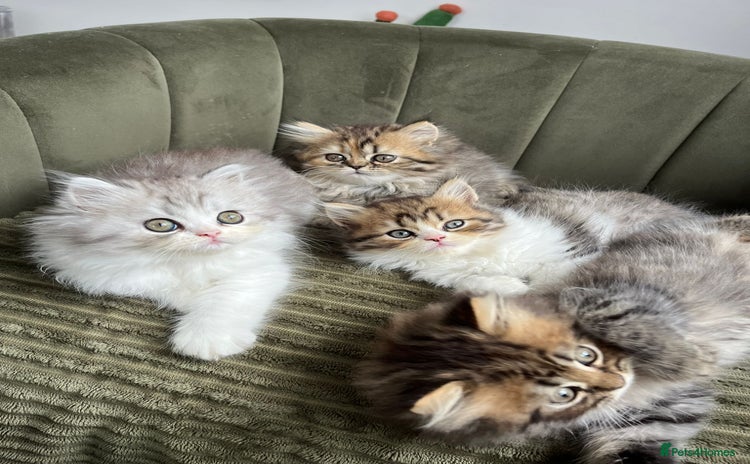 Persian cats - Advert 3