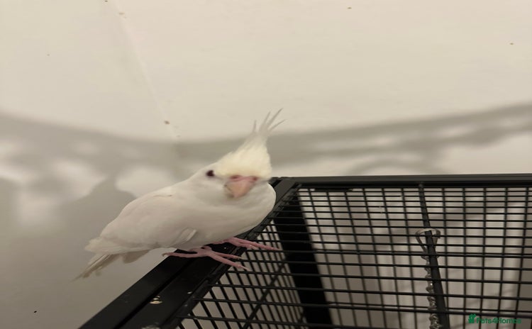 Cockatiels birds - Advert 6