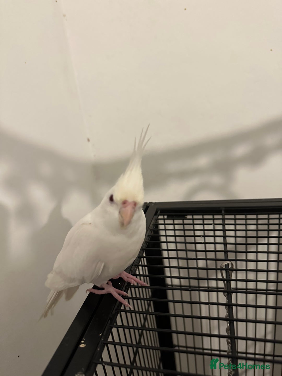 Cockatiels birds for sale: Beautiful albino red eye female cockatiel  - Image 1
