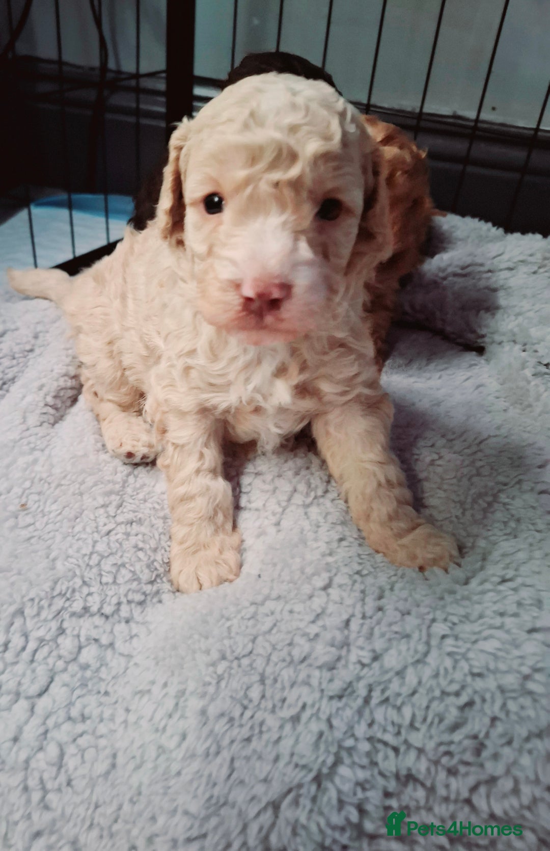 Cockapoo dogs for sale: Minature cockapoo puppies - Advert 1