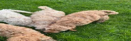 Cockapoo dogs for sale: Red & Apricot Cockapoo Puppies in Airdrie - Advert 17