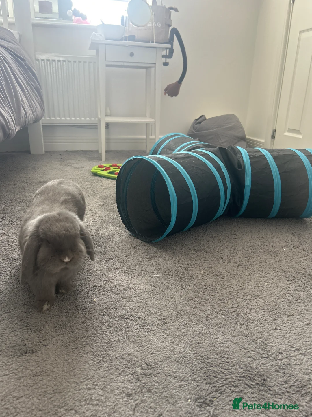 Mini Lop rabbits for sale: Nibbles the mini lop - Advert 2