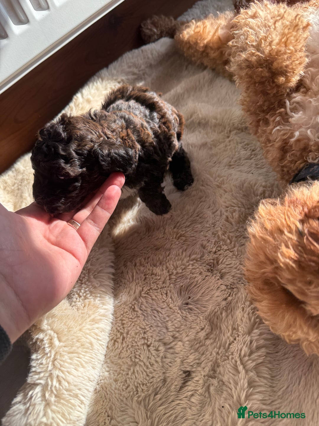 Cockapoo dogs for sale: Toy cockapoo - Image 7