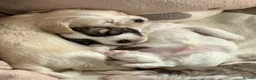 Mixed Breed dogs for sale: La chon  - Advert 14