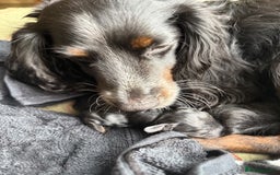 Cockapoo dogs for sale: BLACK COCKAPOOS - Image 9