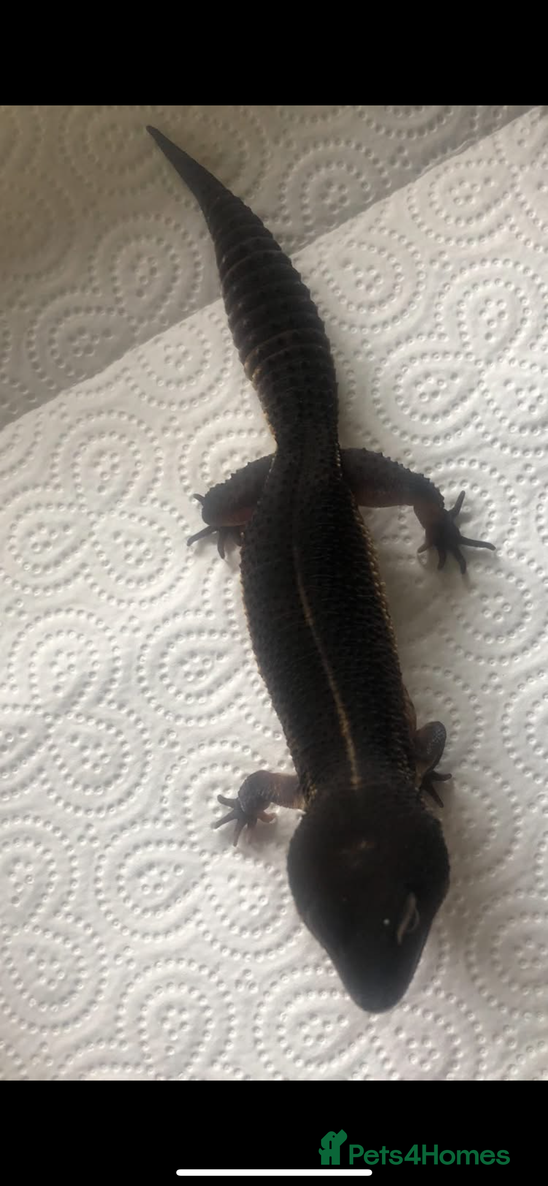 Leopard Gecko reptiles for sale: 3 x pure black night leopard geckos - Advert 7