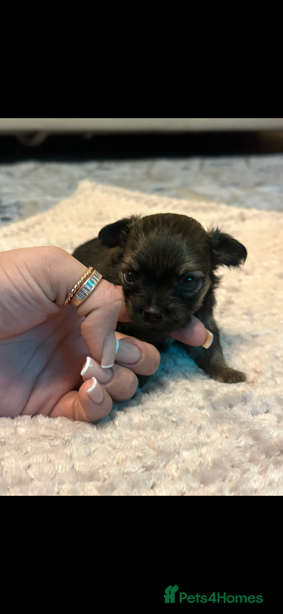 Chihuahua dogs Chihuahua Puppies - Advert 2