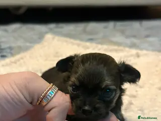 Chihuahua dogs Chihuahua Puppies - Advert 2