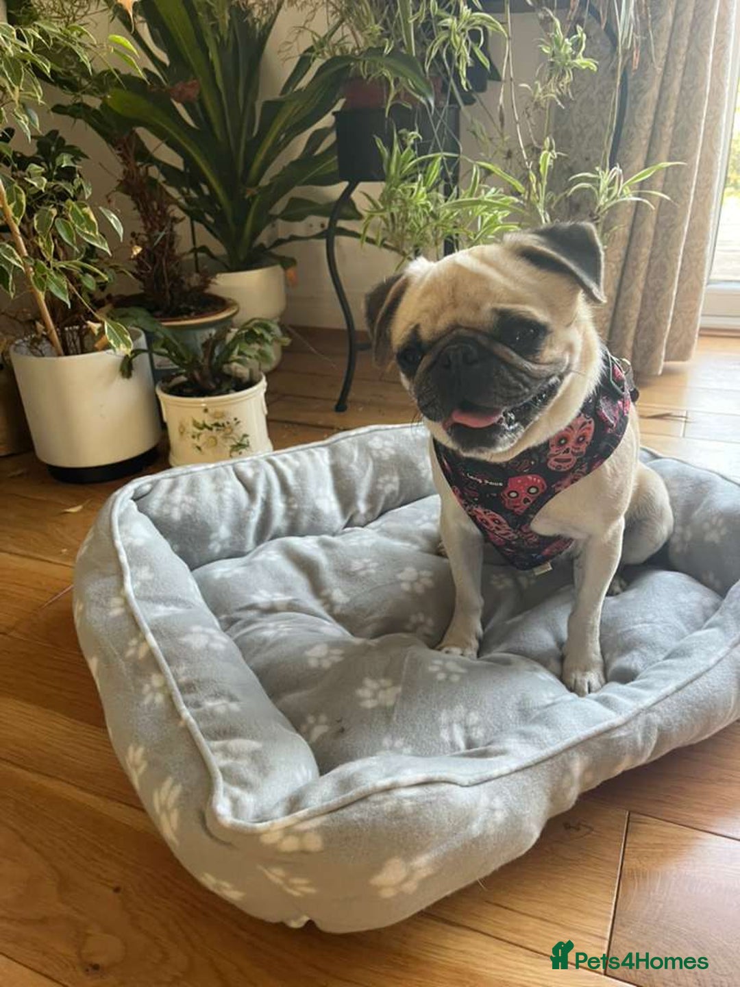 Pug dogs for adoption: 💖🐶 LOLA 🐶💖 - Image 16