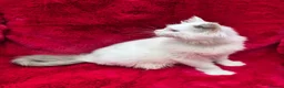 Ragdoll cats for sale: GCCF Registered Ragdoll Kittens  - Advert 4