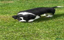 Mixed Breed dogs for sale: Collie x Lurcher Springer - Image 3