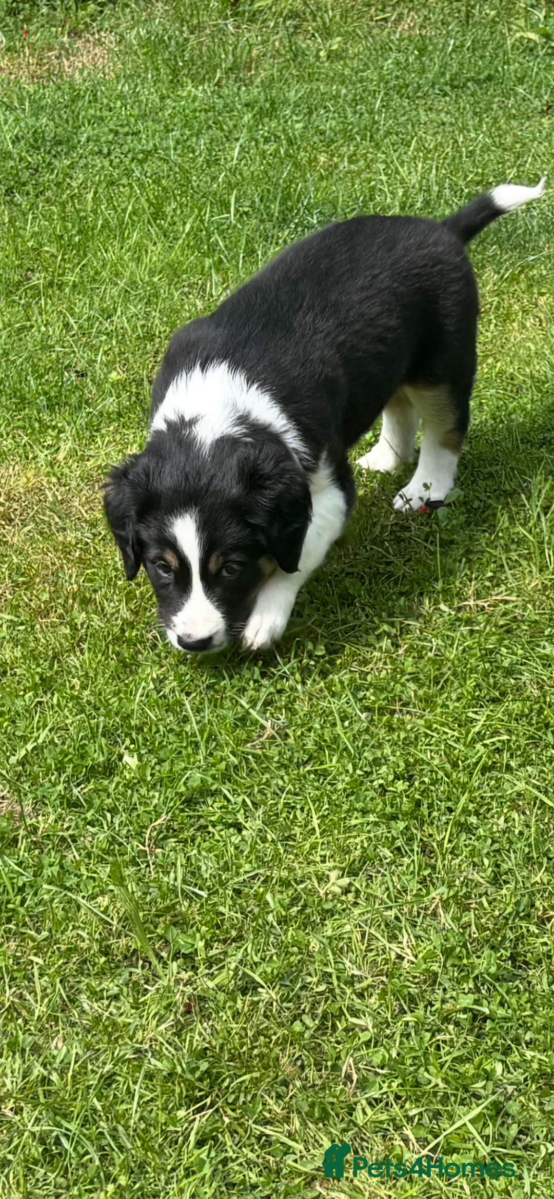 Mixed Breed dogs for sale: Collie x Lurcher Springer - Image 3