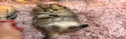 Scottish Fold cats for sale: Teddy Bear Scottish / Persian cross Fold Kittens  in London - Advert 22