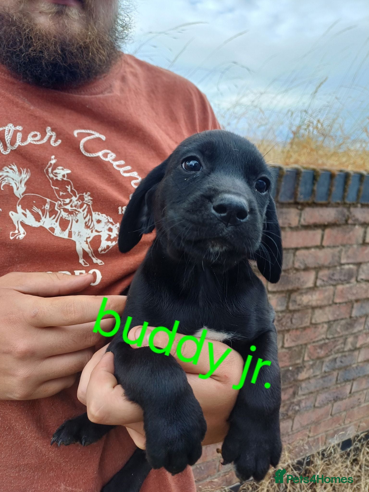 Springador dogs Fox Red and Black Springador Pups - Advert 2