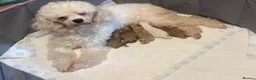 Cavapoo dogs for sale: Beautiful tiny f1bb cavapoo puppies PRA clear in Rainham - Advert 1