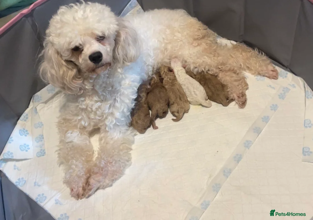 Cavapoo dogs for sale: Beautiful tiny f1bb cavapoo puppies PRA clear in Rainham - Advert 1