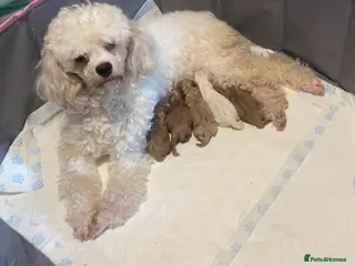 Cavapoo dogs Beautiful tiny f1bb cavapoo puppies PRA clear - Advert 3