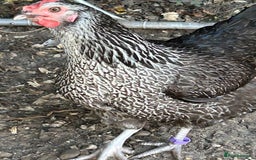 Chickens poultry for sale: 8 hybrid hens for sale  - Image 7
