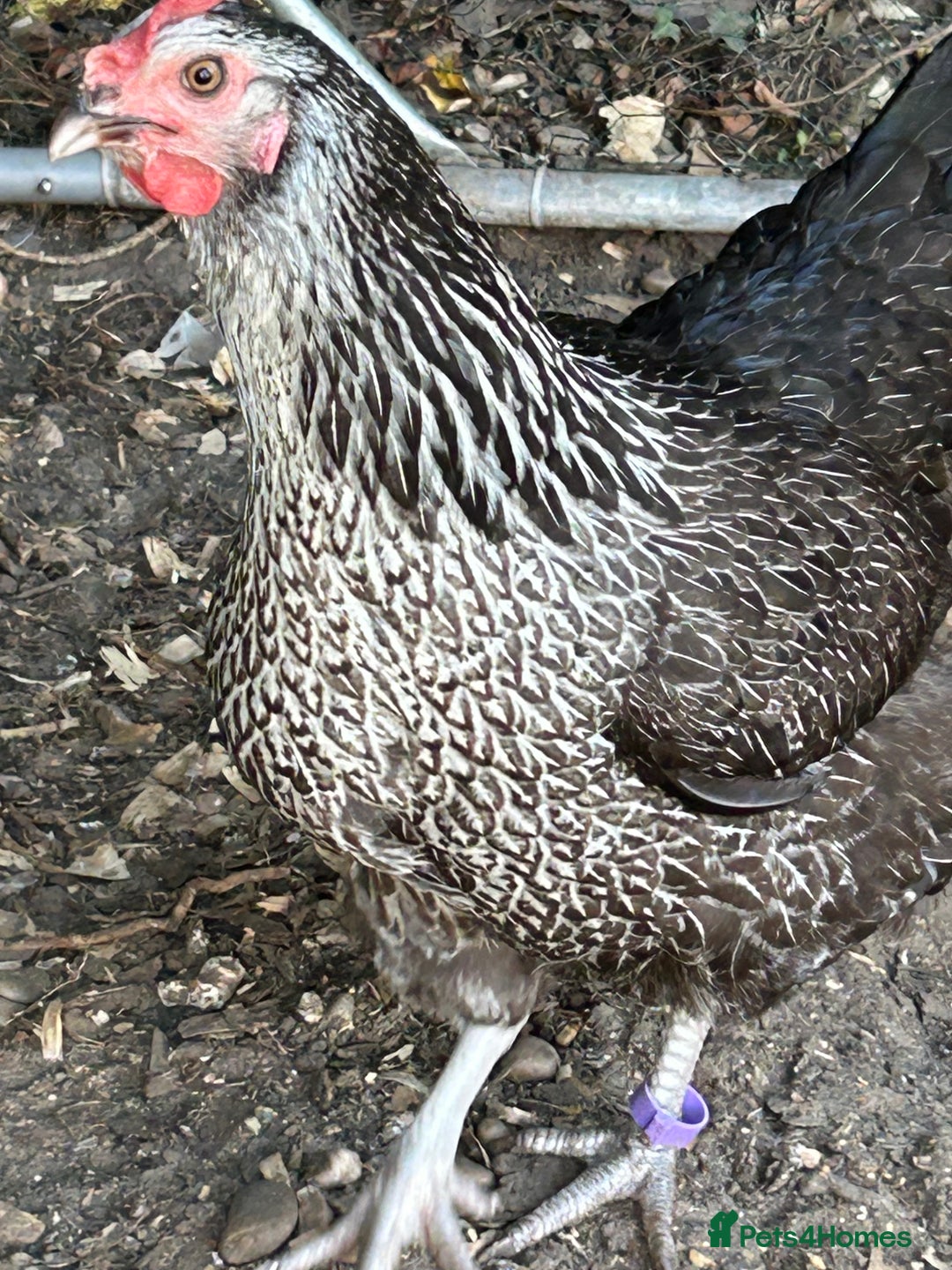 Chickens poultry for sale: 8 hybrid hens for sale  - Image 7