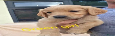 Golden Retriever 5