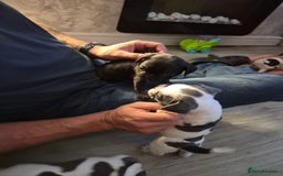 Mixed Breed dogs for sale: Frenchie X Alapaha  - Image 4