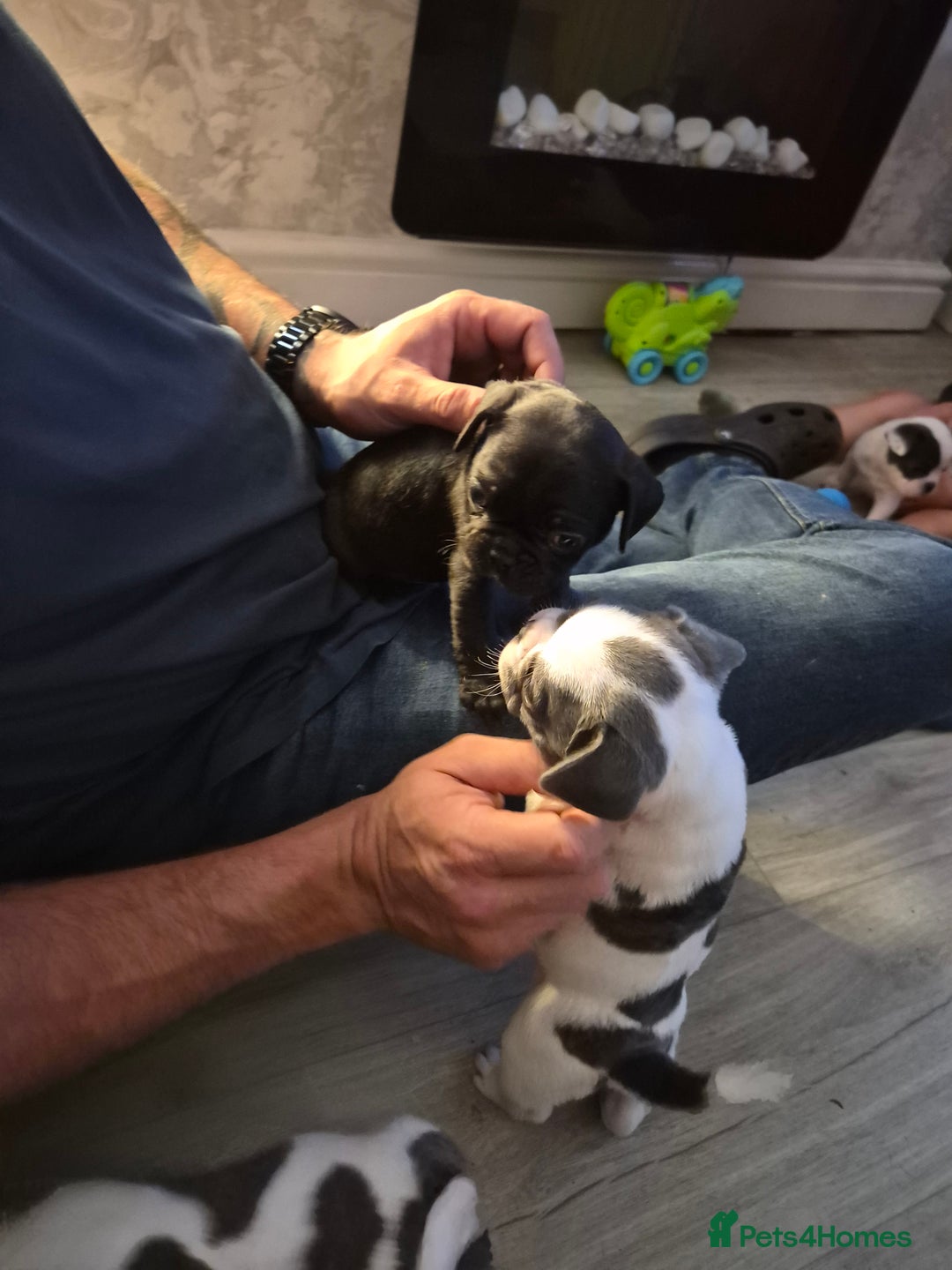 Mixed Breed dogs for sale: Frenchie X Alapaha  - Image 4