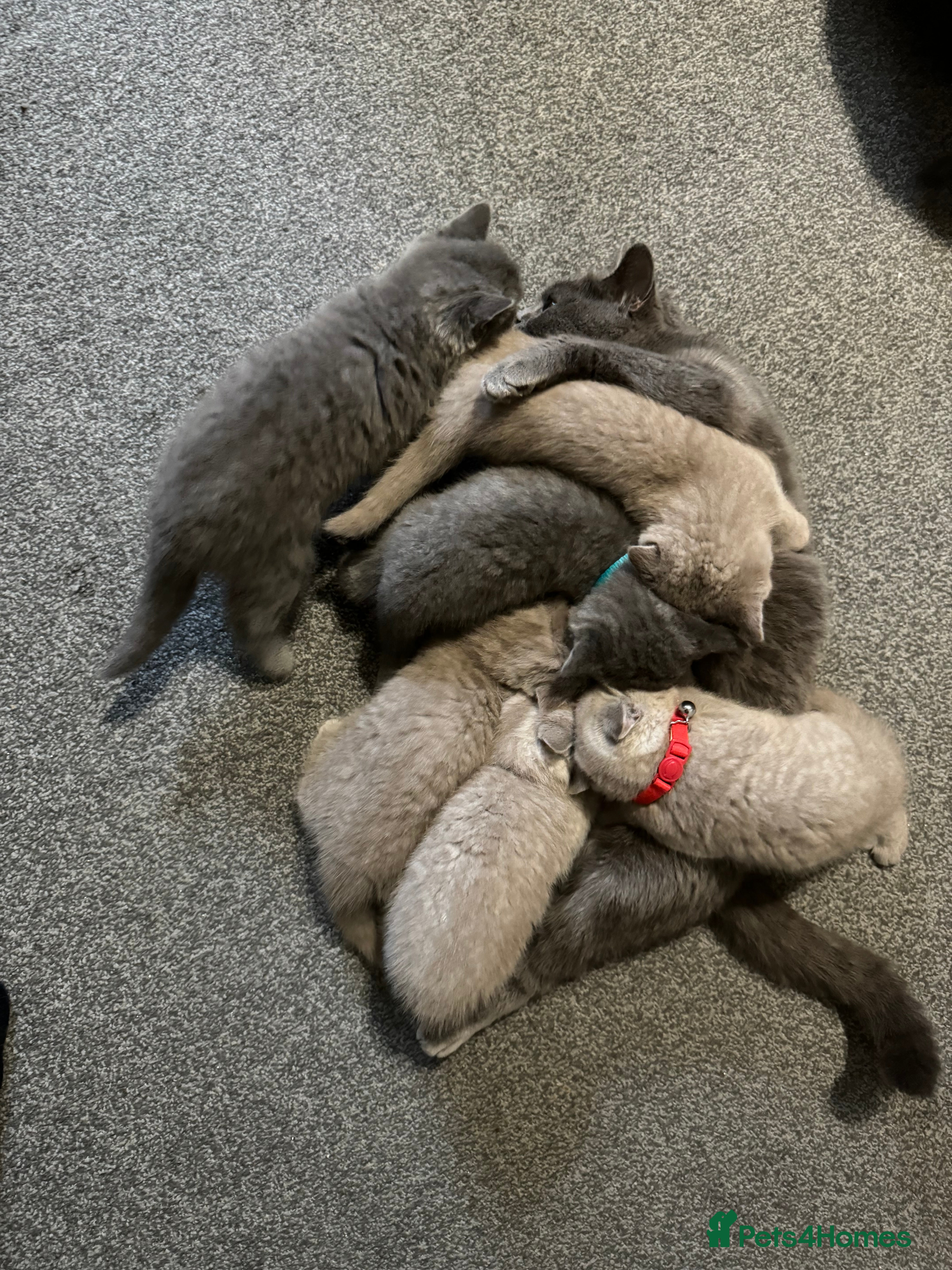 British Shorthair cats British shorthair kittens lilac and blue - Advert 2