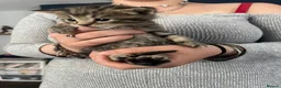 Mixed Breed cats for sale: Beautiful litter of kittens  - Advert 6