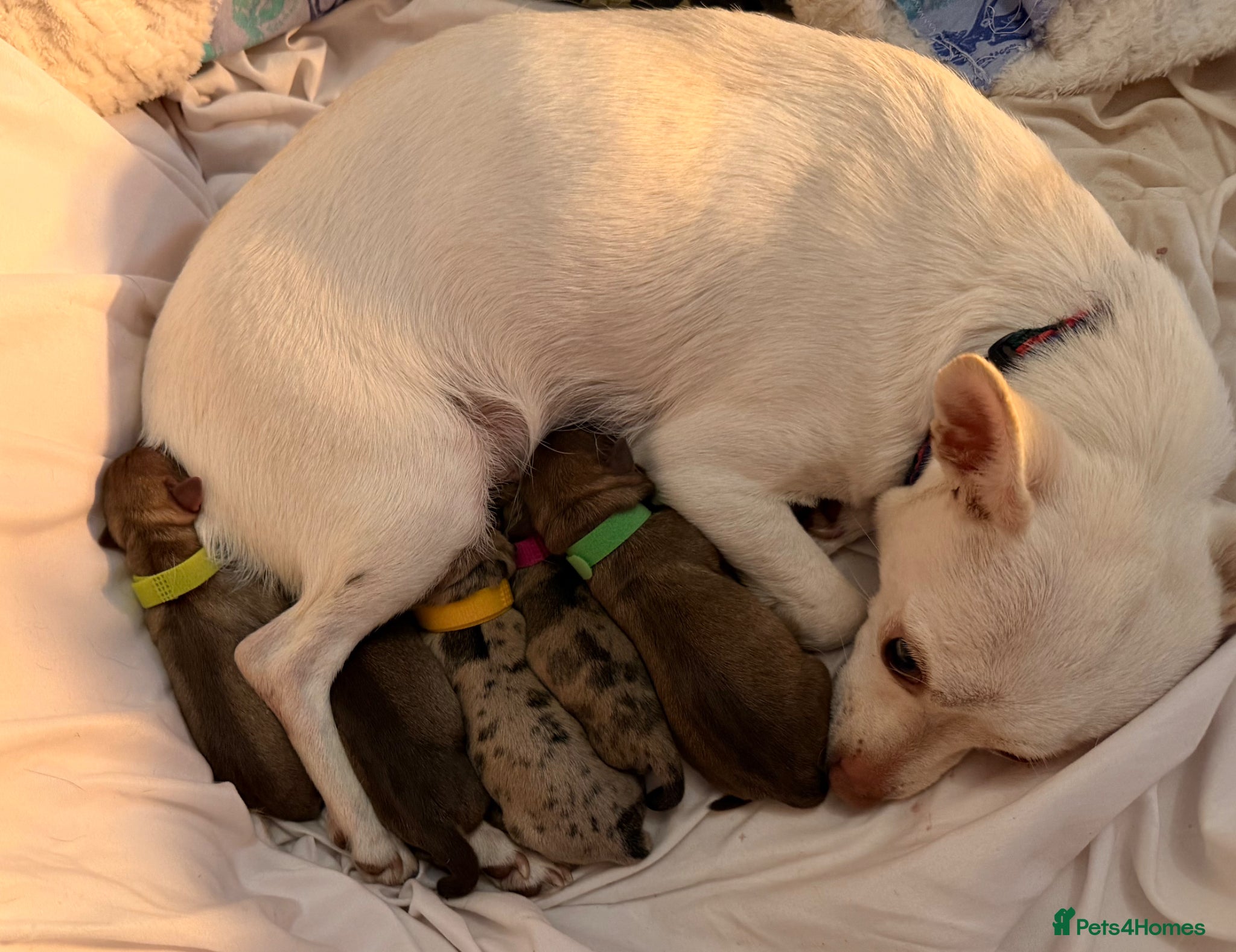 Chihuahua dogs for sale: Chihuahua puppies  - Advert 1