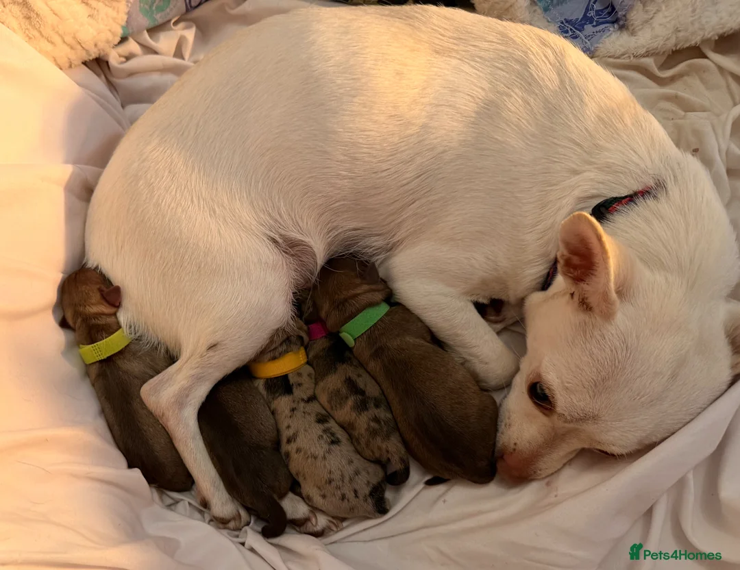 Chihuahua dogs for sale: Chihuahua puppies  - Advert 1
